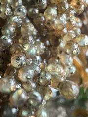 Hexagrammos stelleri