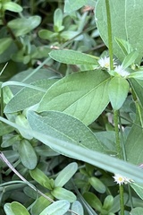 Alternanthera bettzickiana