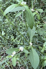 Alternanthera bettzickiana