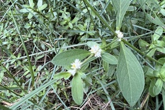 Alternanthera bettzickiana