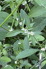 Alternanthera bettzickiana