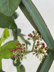 Cissus quadrangularis