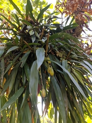 Coelogyne cristata