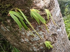 Oberonia pachyrachis