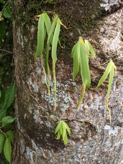 Oberonia pachyrachis