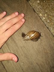 Achatinidae