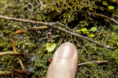 Spider Orchid (Corysanthes)