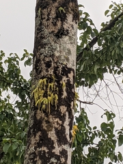 Oberonia pachyrachis