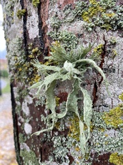 Ramalina fraxinea