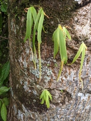 Oberonia pachyrachis