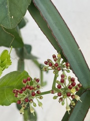 Cissus quadrangularis