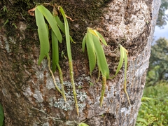 Oberonia pachyrachis