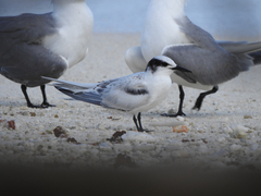 Sterna sumatrana