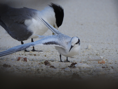 Sterna sumatrana
