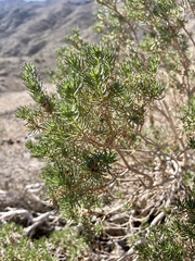 Peucephyllum schottii