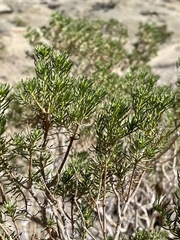 Peucephyllum schottii