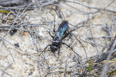 Priocnemis monachus