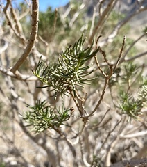 Peucephyllum schottii