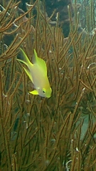 Amblyglyphidodon aureus