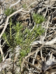Peucephyllum schottii