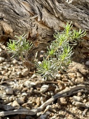 Peucephyllum schottii