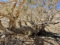 Peucephyllum schottii