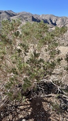 Peucephyllum schottii