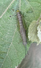 Neorthacris