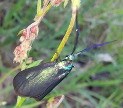 Pollanisus viridipulverulenta