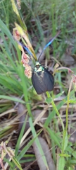 Pollanisus viridipulverulenta