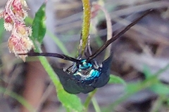 Pollanisus viridipulverulenta