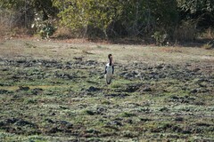 Ephippiorhynchus senegalensis