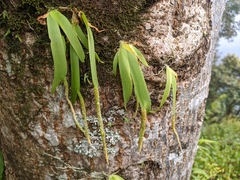 Oberonia pachyrachis