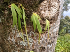 Oberonia pachyrachis