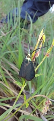 Pollanisus viridipulverulenta