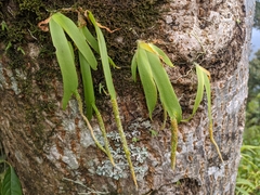 Oberonia pachyrachis