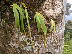 Oberonia pachyrachis