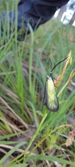Pollanisus viridipulverulenta