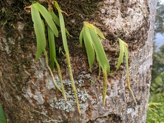 Oberonia pachyrachis