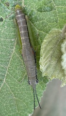 Neorthacris