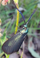 Pollanisus viridipulverulenta
