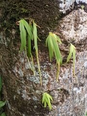 Oberonia pachyrachis