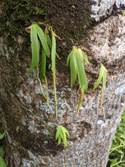 Oberonia pachyrachis