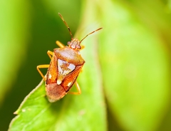 Oebalus insularis
