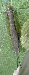 Neorthacris