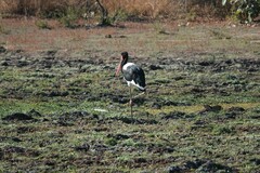 Ephippiorhynchus senegalensis