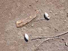 Plagiodontes