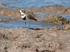 Charadrius falklandicus