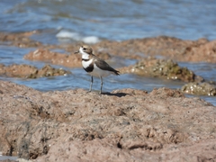 Charadrius falklandicus