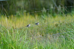 Stizoptera bichenovii